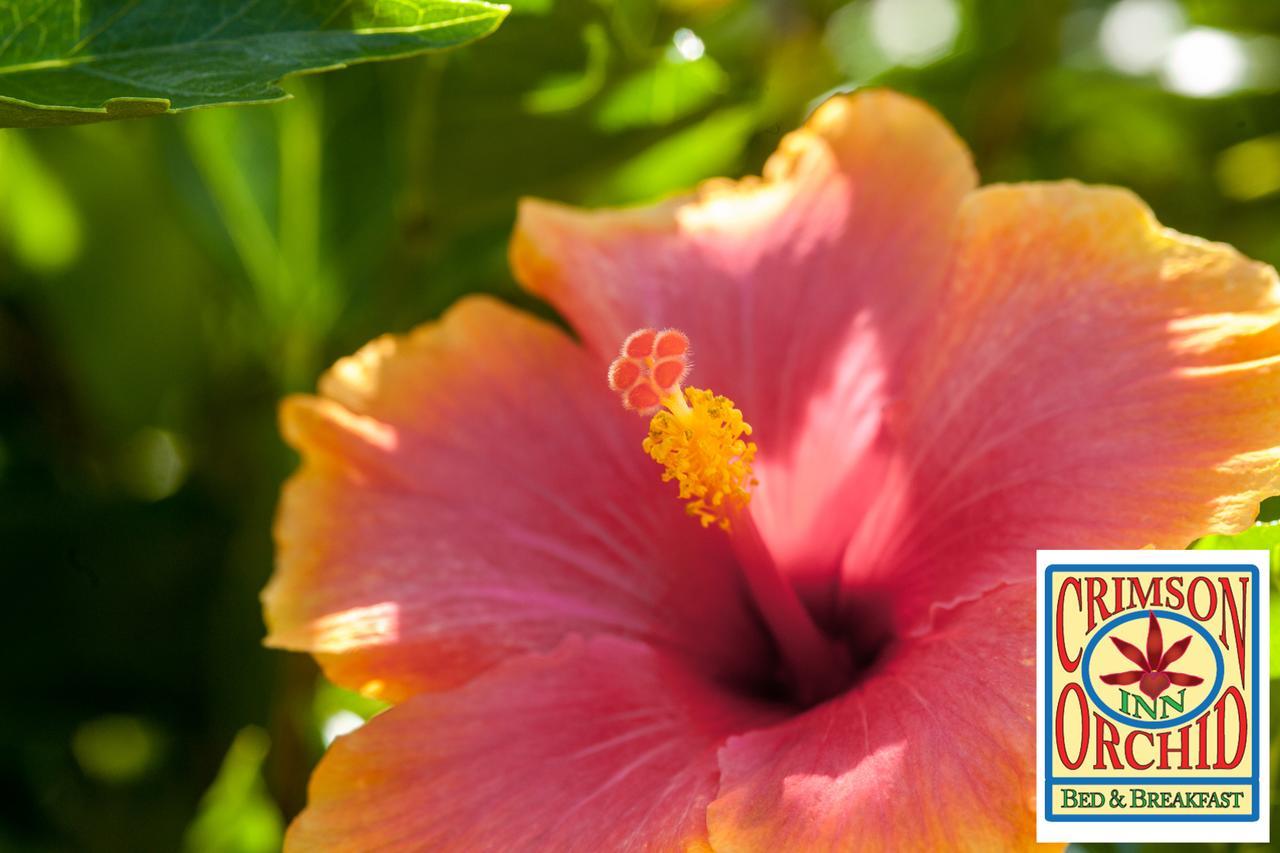 The Crimson Orchid Inn At Orchid Bay San Fernando Экстерьер фото
